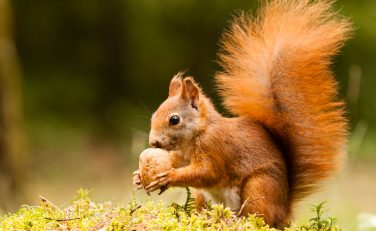 Will Month - Squirrel and nut