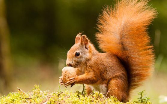 Will Month - Squirrel and nut