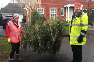 Tree-Collectors-1