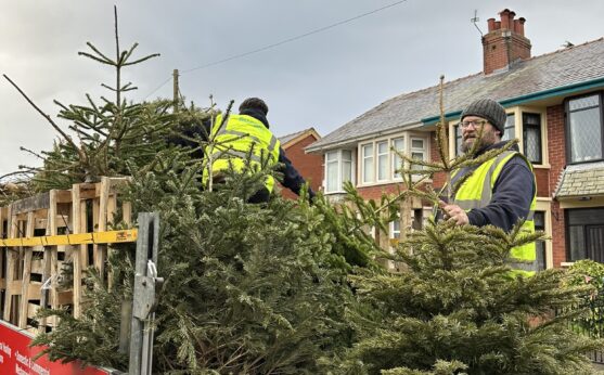 Christmas trees being loaded onto truck